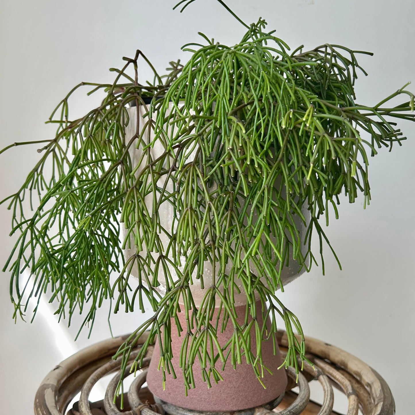 Rhipsalis clavata 6” hanging basket