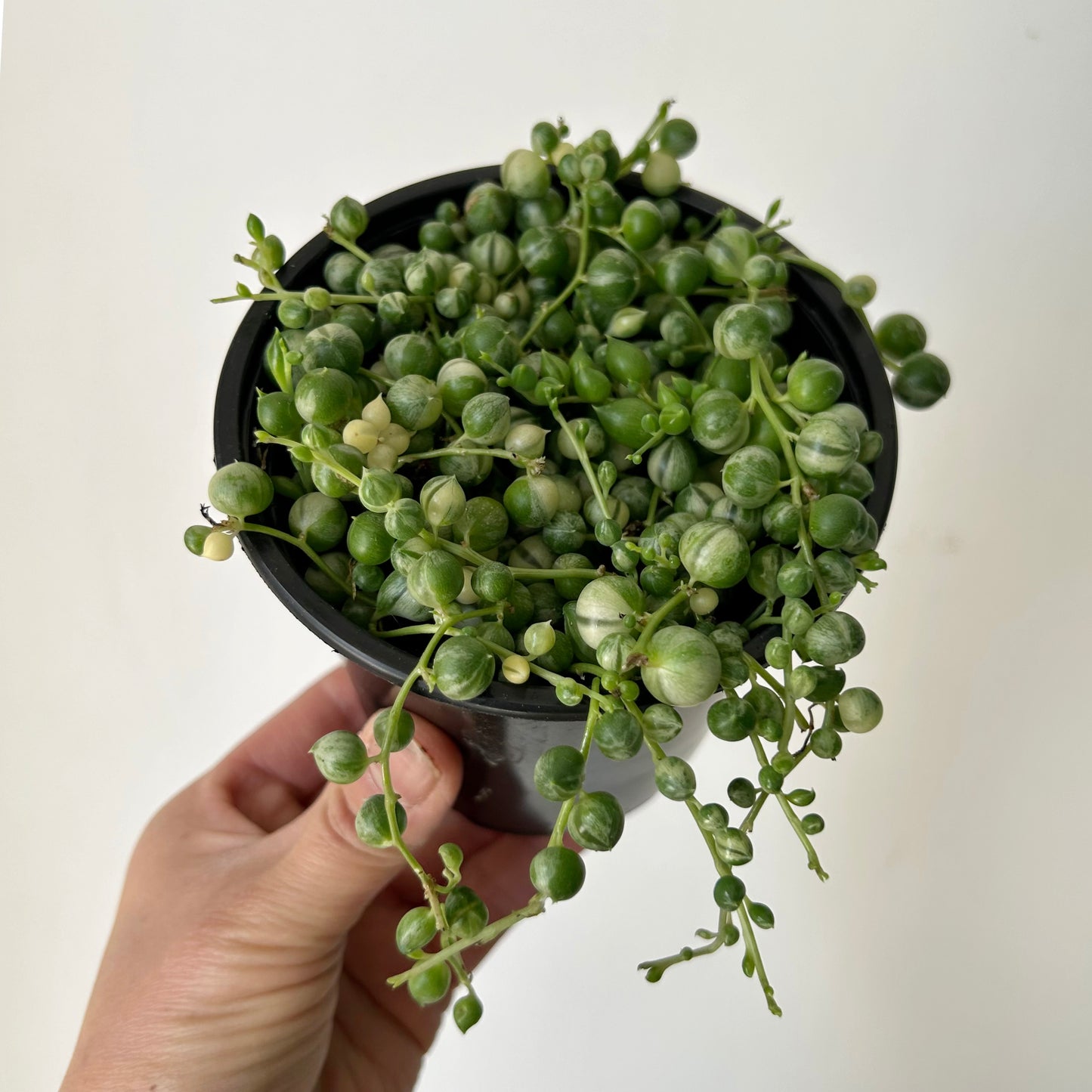 Variegated String of Pearls 4” pot