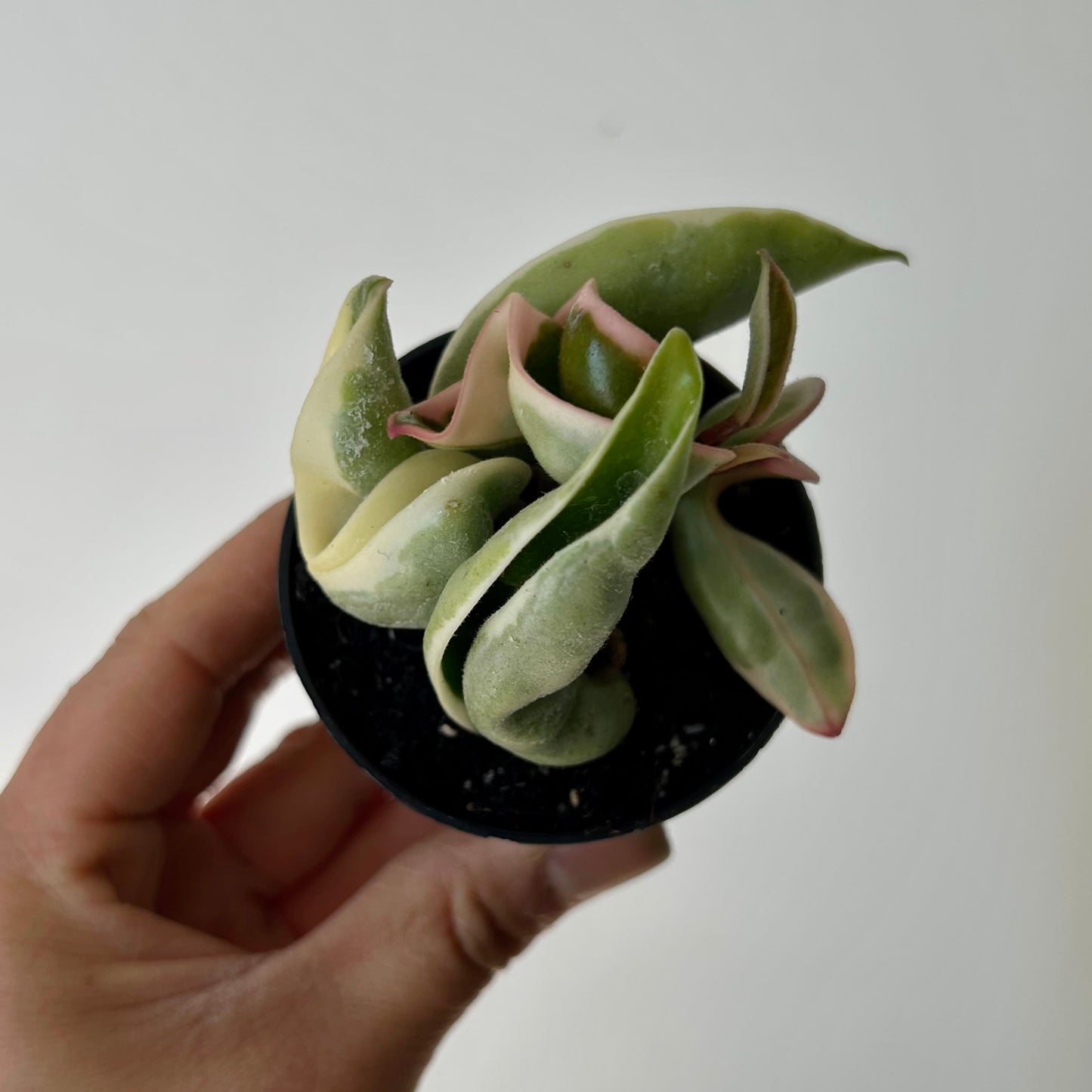 Hoya Carnosa Compacta Variegata (Rope Hoya) 3”pot