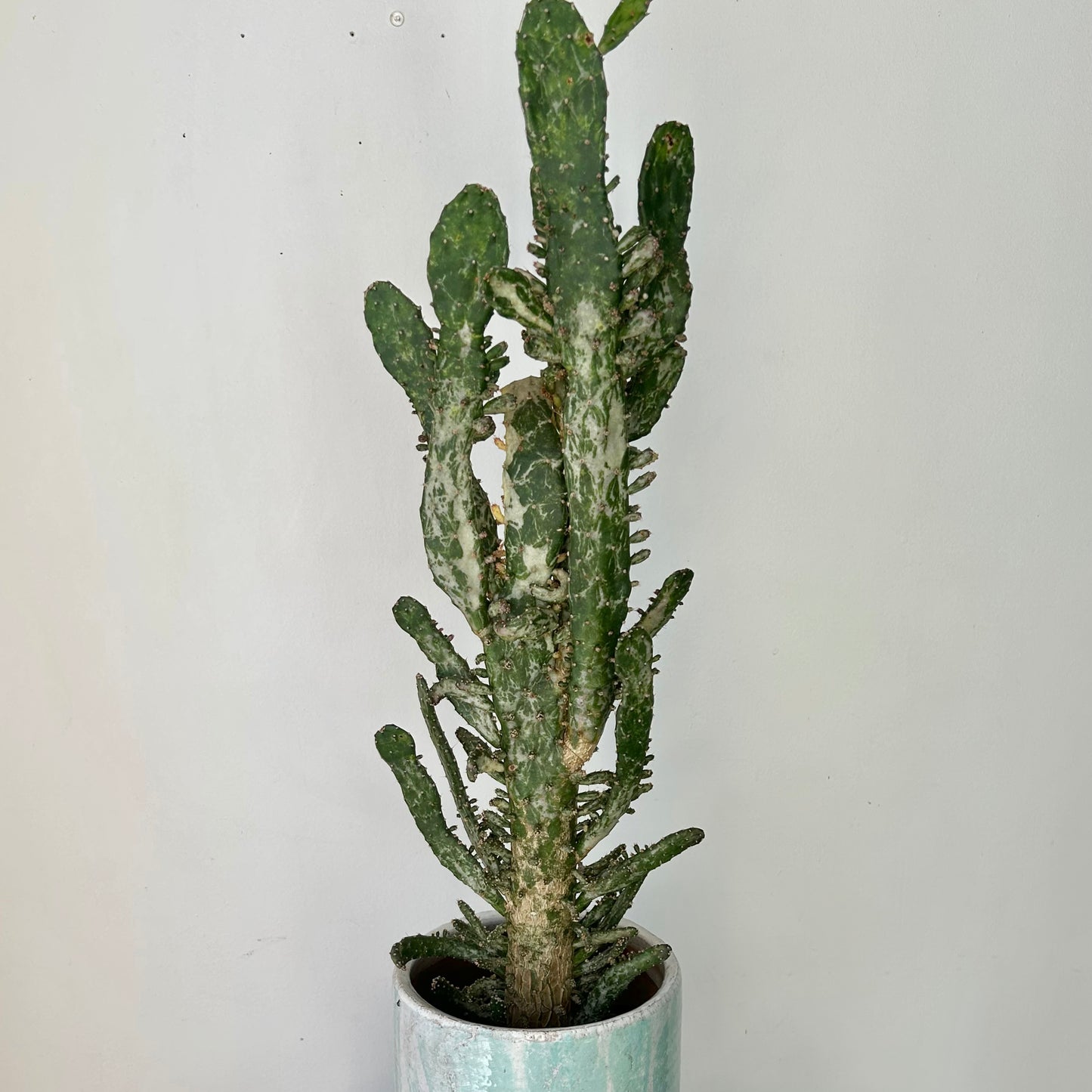 Variegated Opuntia “Joseph’s Coat” approximately 2 ft tall in 6” pot