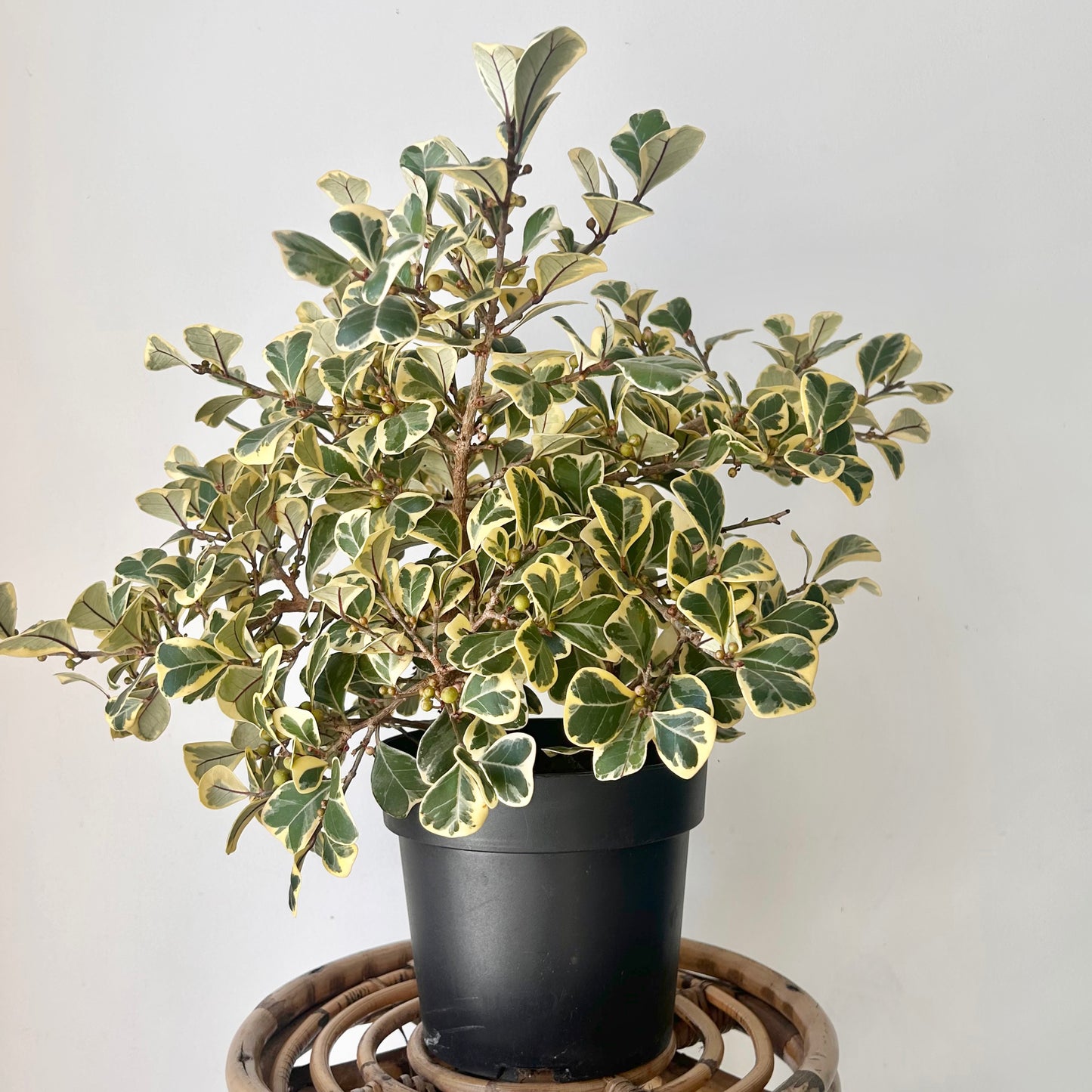 Variegated Ficus triangularis  6.5”pot