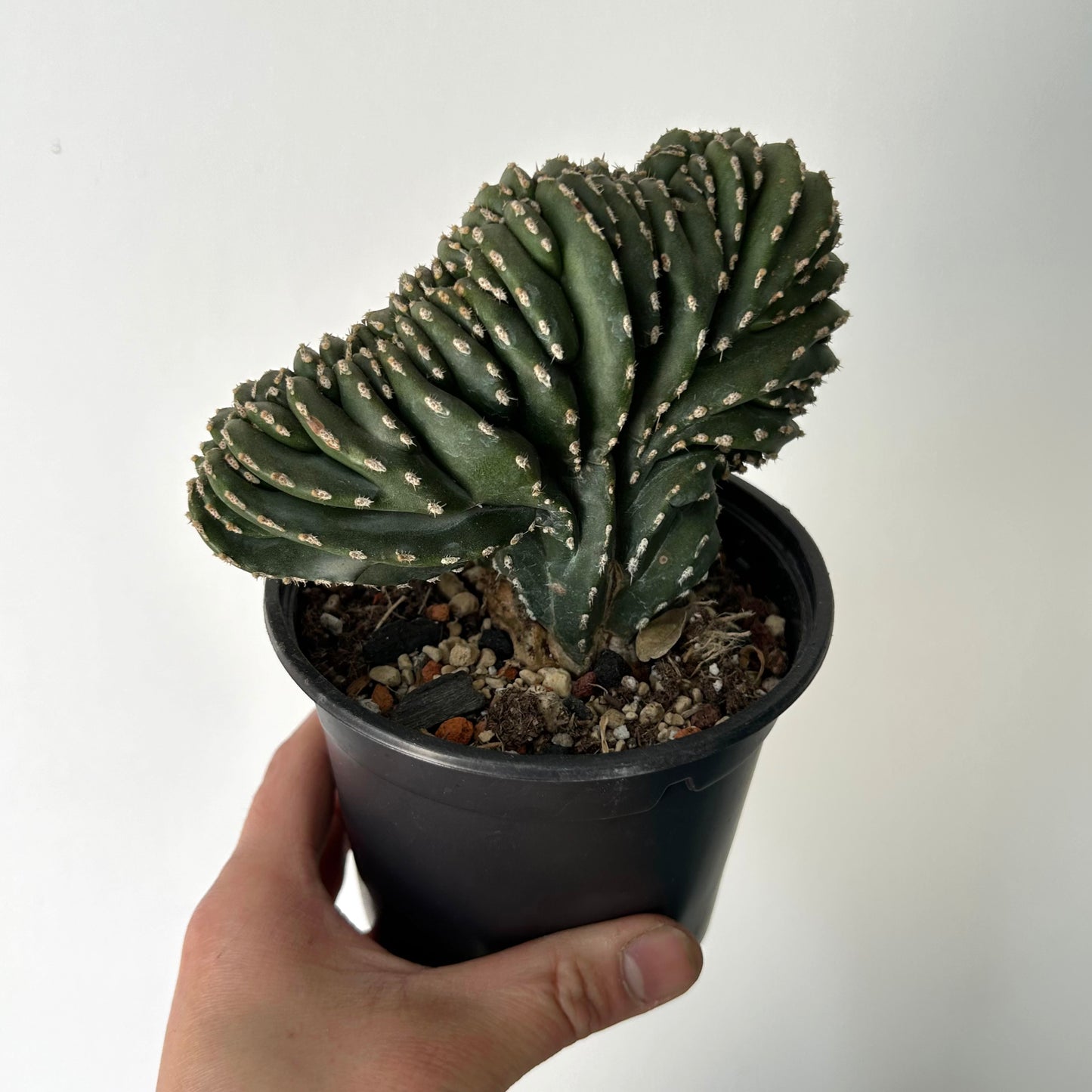 Marginatocereus Marginatus Crested 4.5”pot