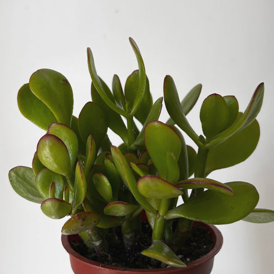 Jade Succulent Ovata “Sunset” 4”pot