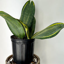 Load image into Gallery viewer, Sansevieria “Whale Fin” 10”pot
