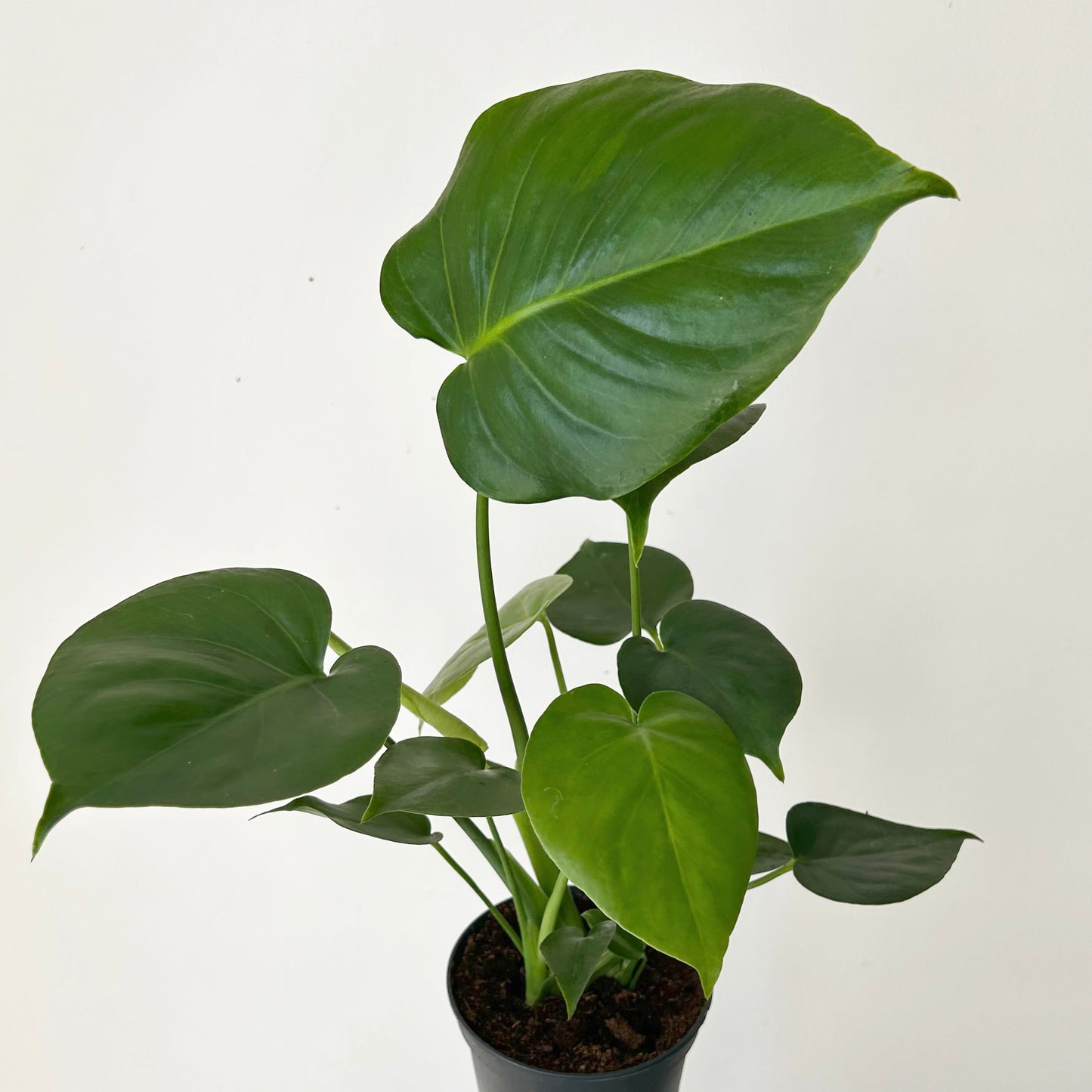 Monstera deliciosa in 5”pot