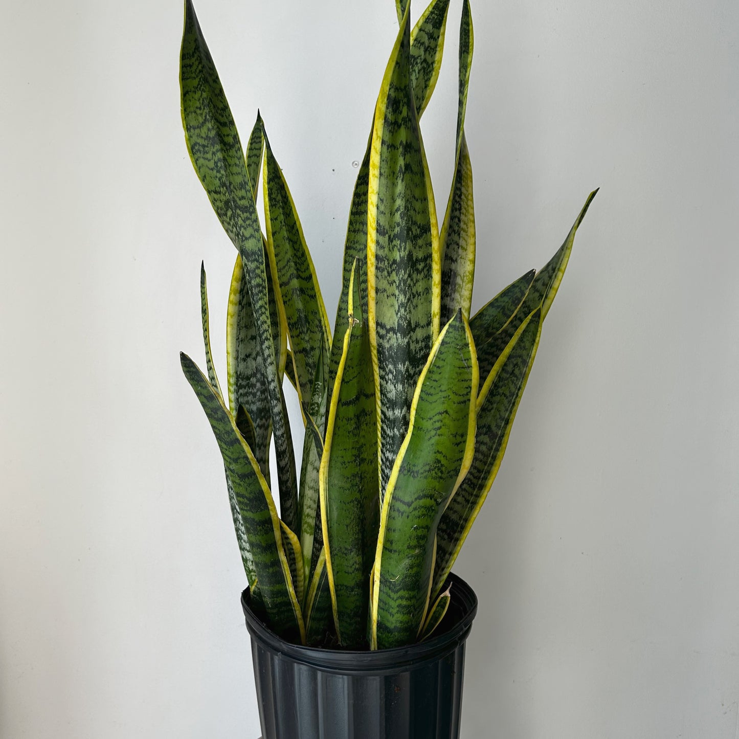 Sansevieria Laurentii approximately 3ft ft tall in 10”pot