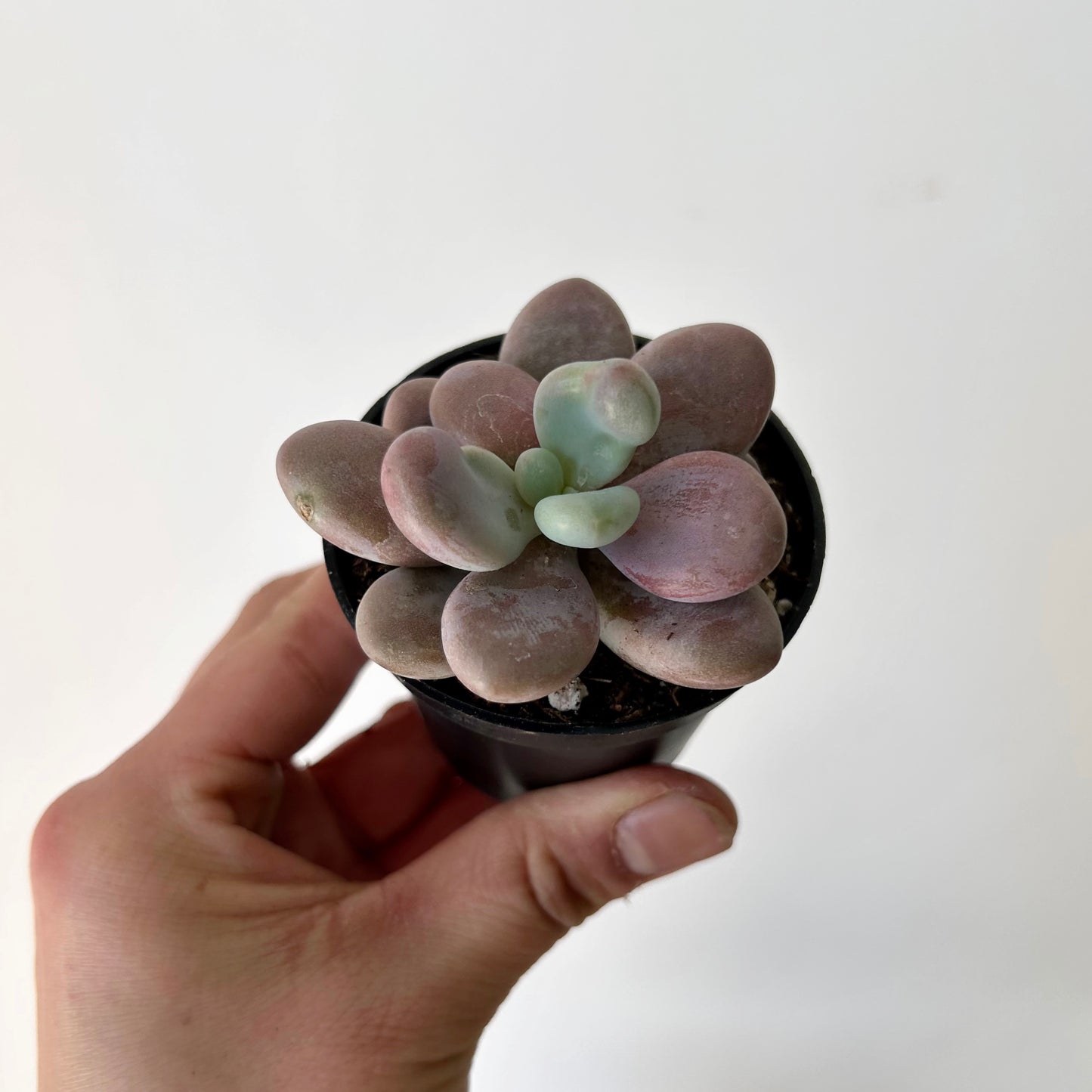 Lavender Pebble Succulent (Graptopetalum amethystinum) 2.5” pot