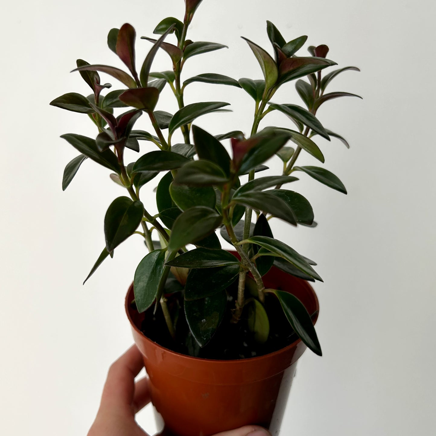 Goldfish Plant (Nematanthus) “Black Gold” 3.5”pot