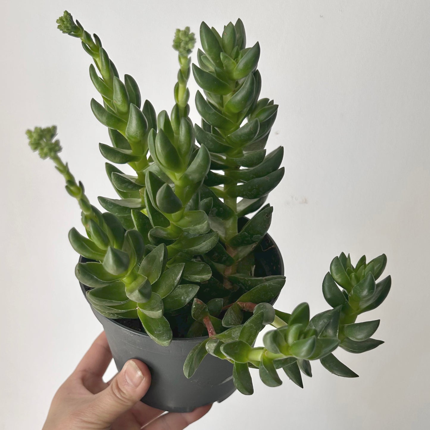 Crassula Capitella “Benjamina” 5” pot