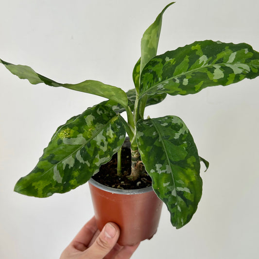 Aglaonema "Pictum Tricolor" 4” pot