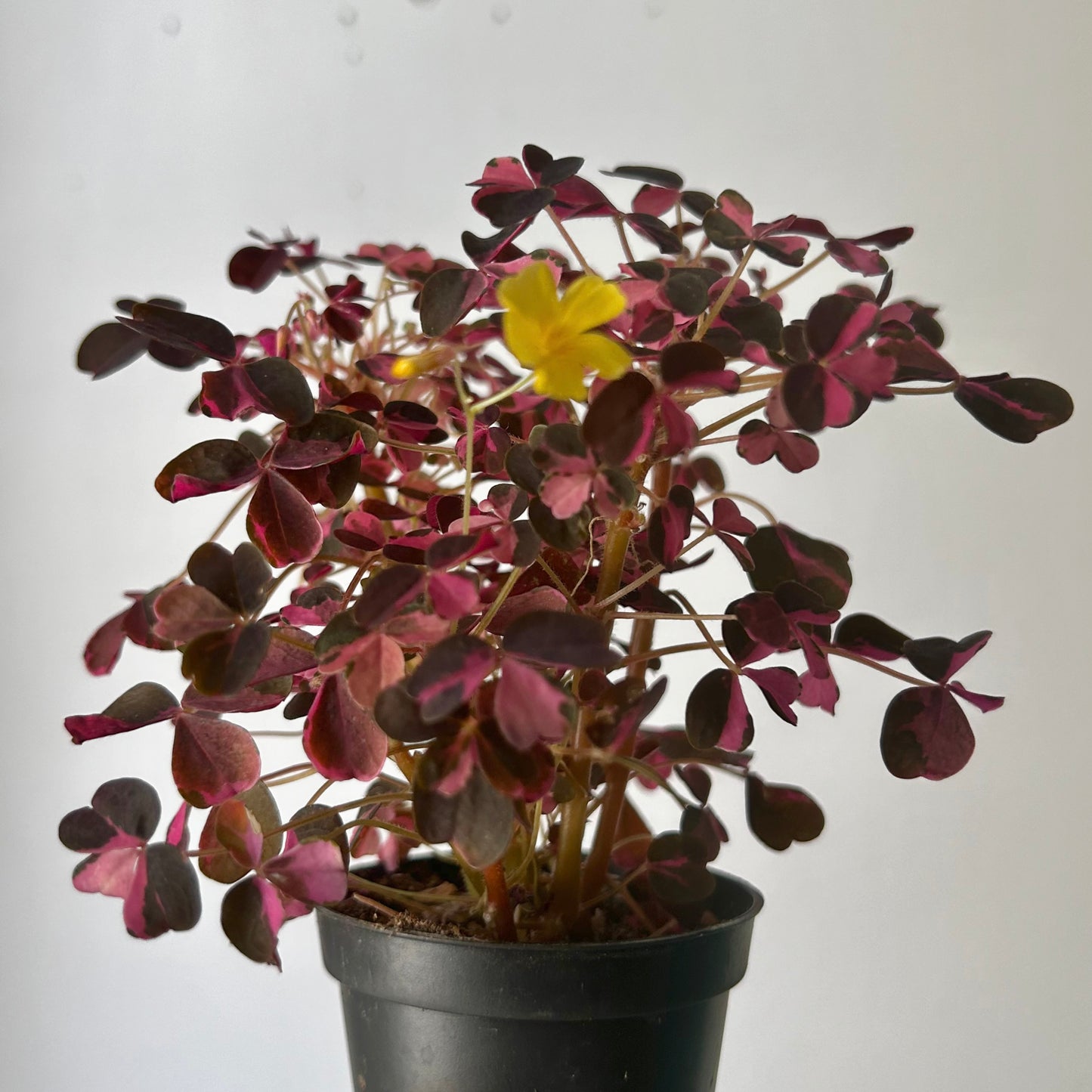 Oxalis vulcanicola “Plum Crazy” 2.5”pot
