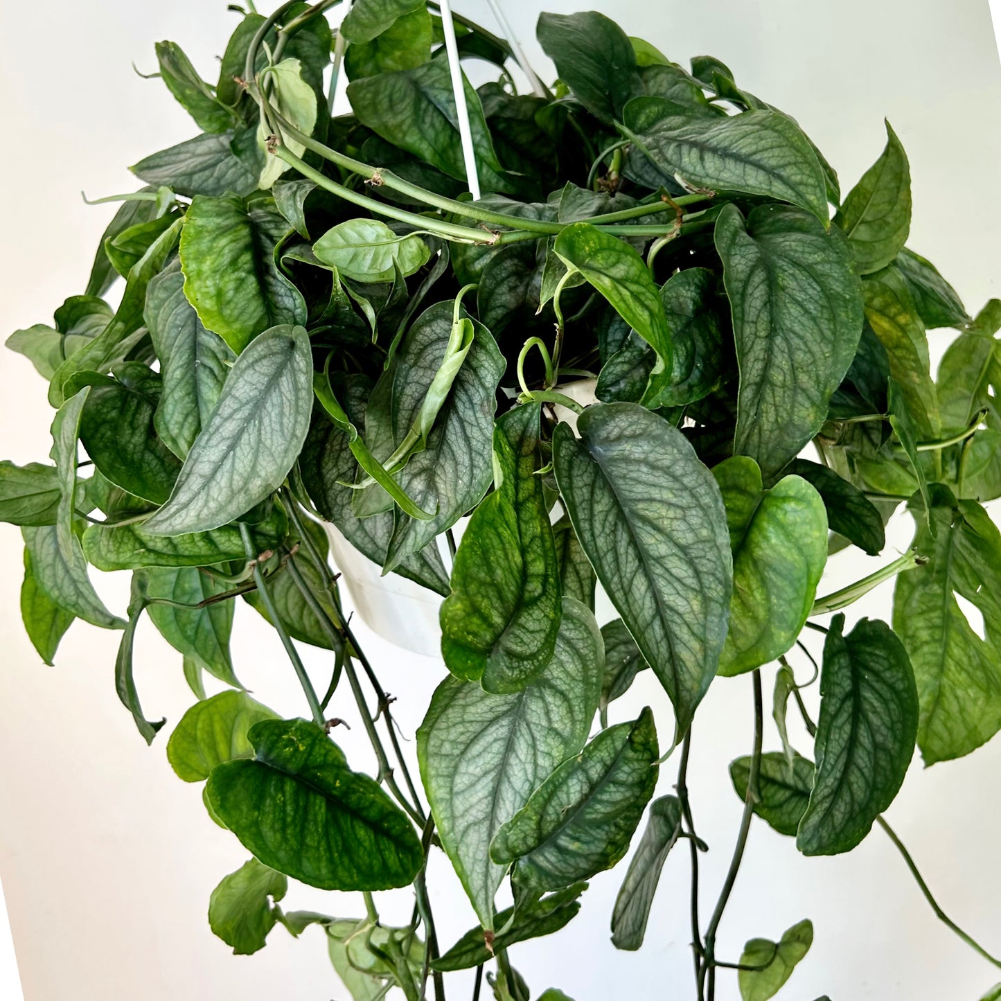 Monstera Siltepecana 8”hanging basket