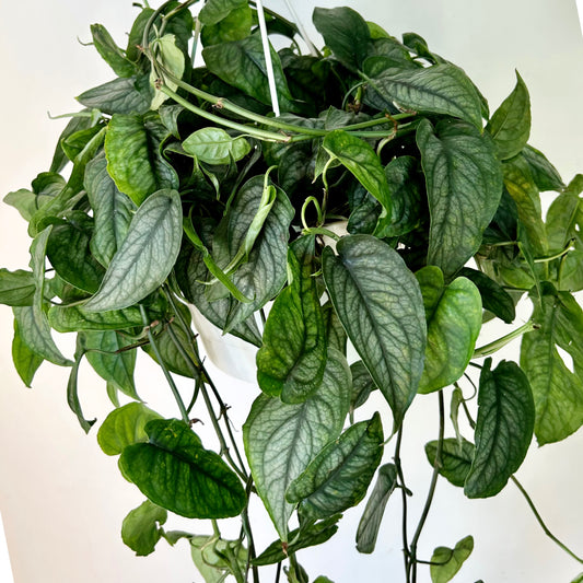 Monstera Siltepecana 8”hanging basket