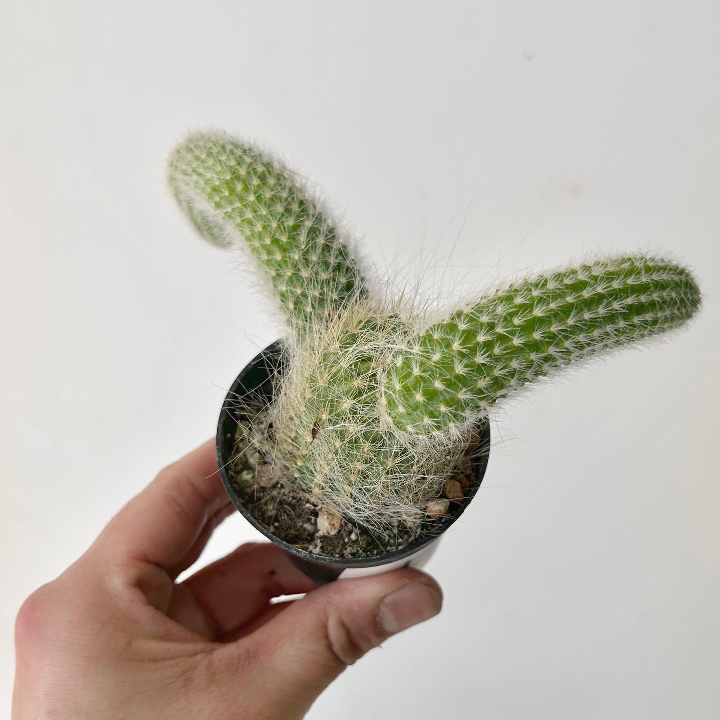 Monkey Tail Cactus (Cleistocactus colademononis) 2.5” pot