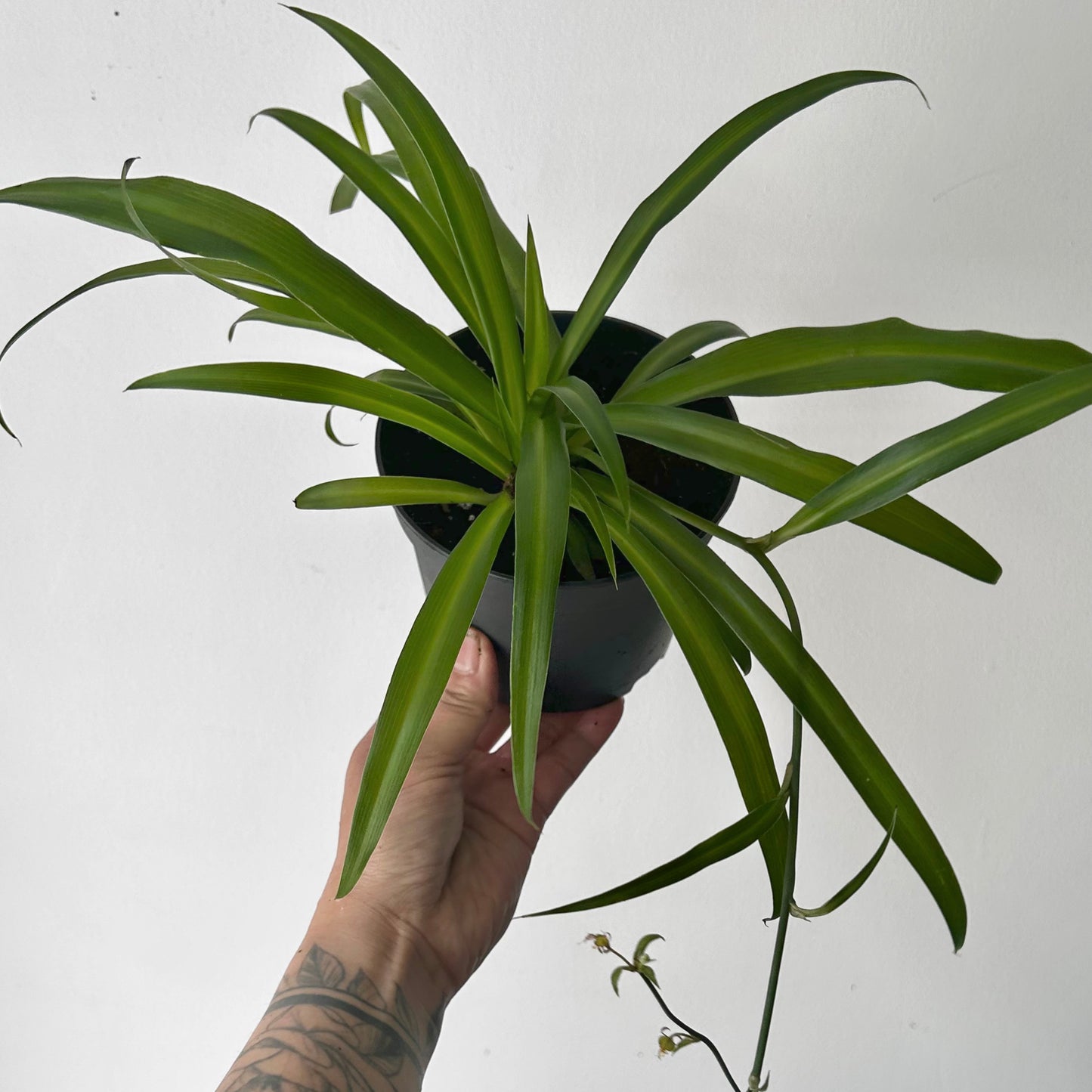 Green Spider Plant (chlorophytum comosum) 5” pot