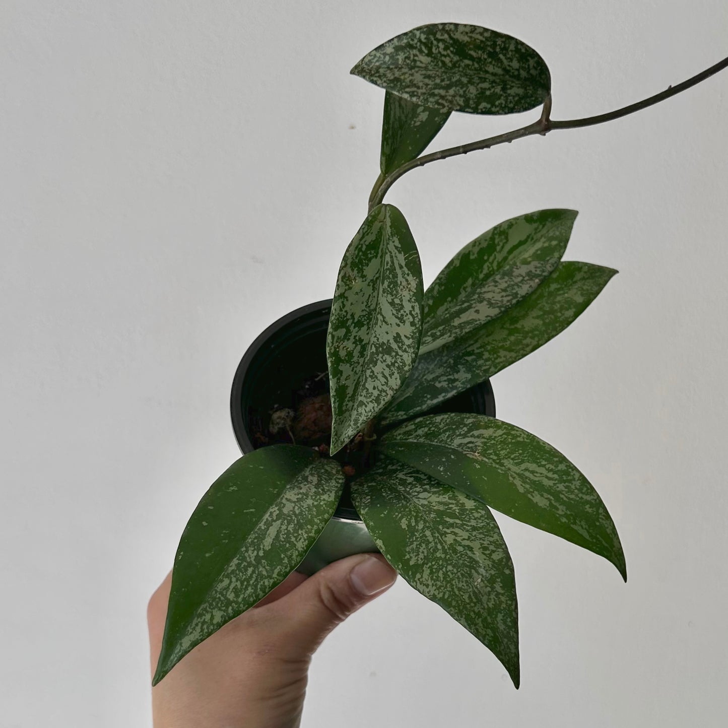 Hoya pubicalyx “Splash” 3.5” pot