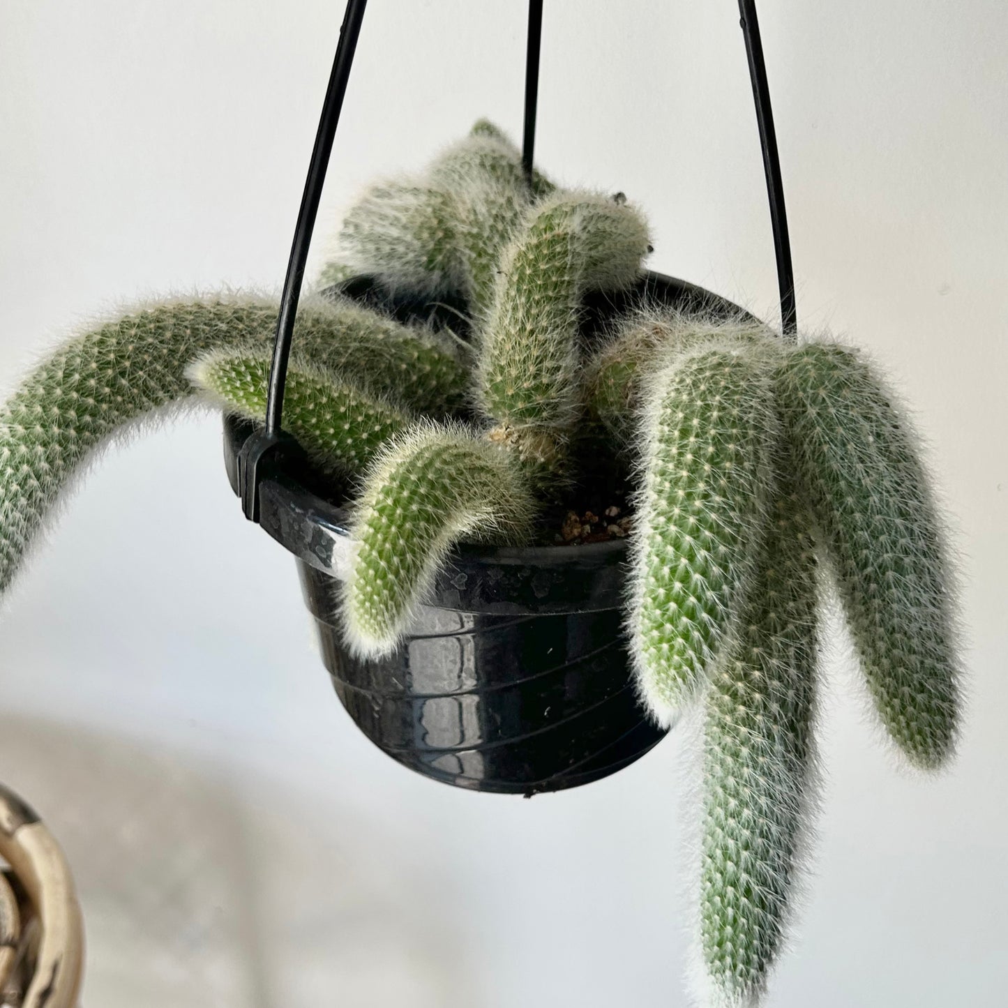 Monkey Tail Cactus (Cleistocactus colademononis) 6” hanging basket