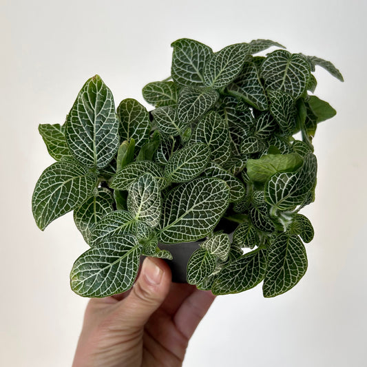 Nerve Plant (Fittonia) 3.5”pot