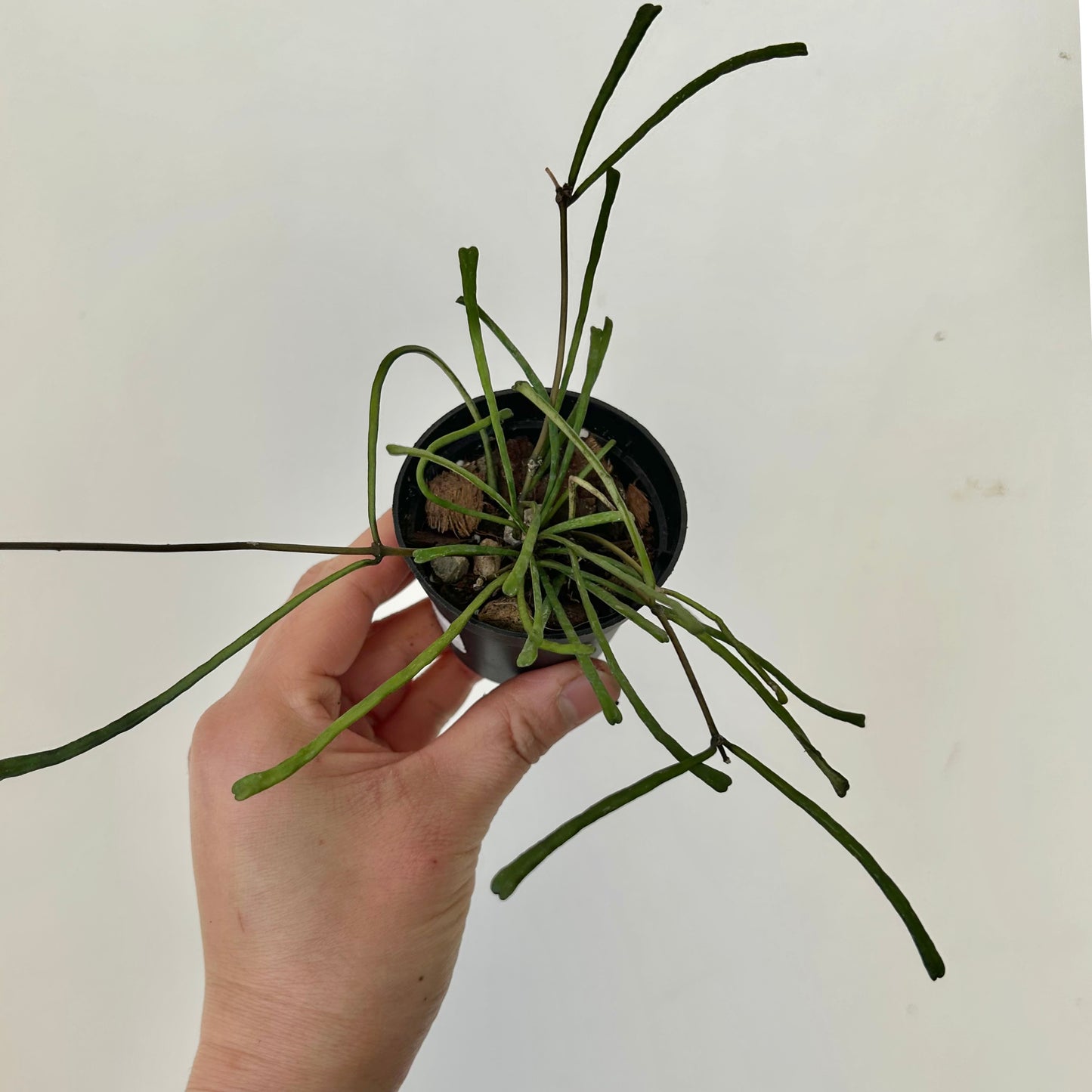 Hoya Retusa 2.5” pot