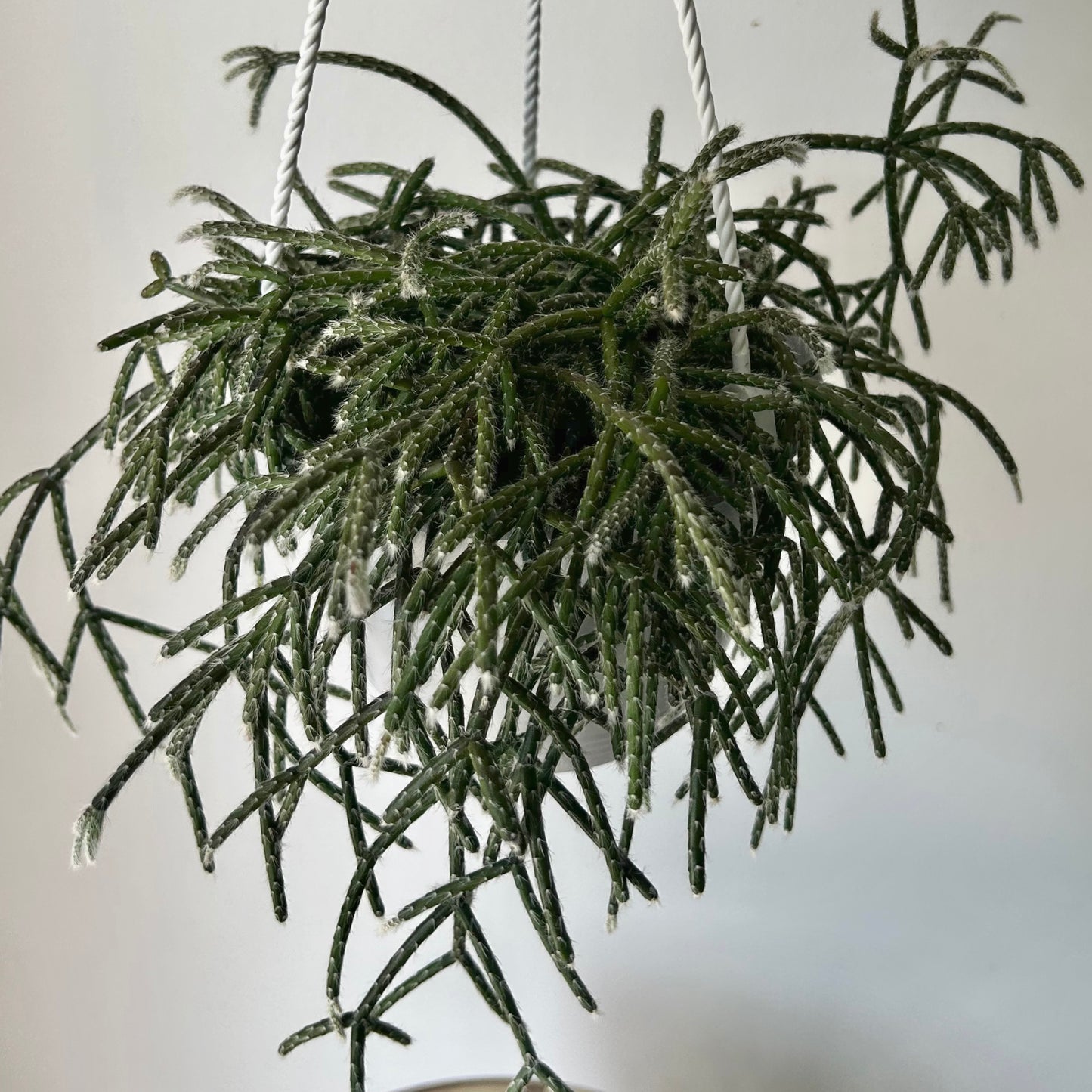 Hairy-Stemmed Rhipsalis (pilocarpa) 6” hanging basket