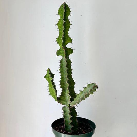 Zig Zag Cactus (Euphorbia pseudocactus) approximately 2.5 ft tall in 8” pot
