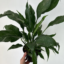 Load image into Gallery viewer, Variegated Peace Lily “Domino” approximately 2ft tall in 6” pot
