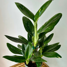 Load image into Gallery viewer, Monstera Standleyana Albo Variegata 6&quot; pot on Totem

