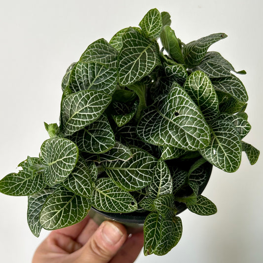 Nerve Plant (Fittonia) 3.5”pot