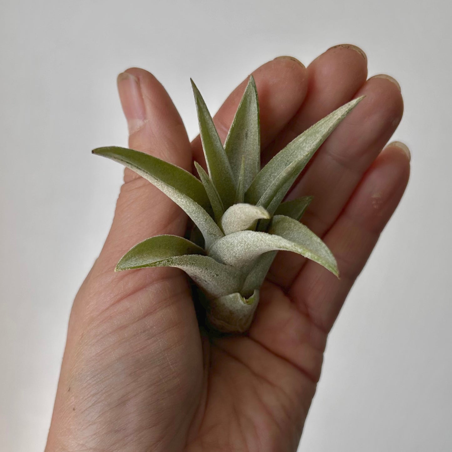 Tillandsia brachycaulos