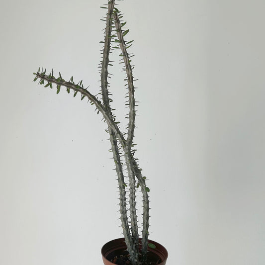 Alluaudia procera 4”pot