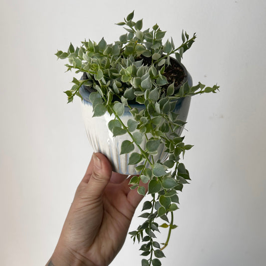 Dischidia Variegated “Million Hearts” (Ruscifolia Variegata) 3.5” pot