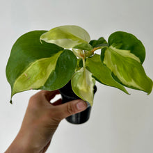Load image into Gallery viewer, Philodendron &quot;Cream Splash&quot; 2.75&quot; pot
