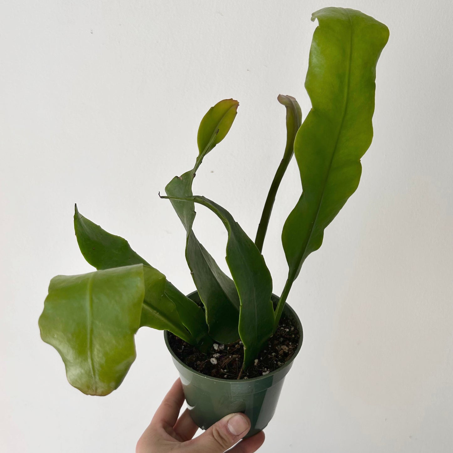Queen-of-the-Night Jungle Cactus(Epiphyllum Oxypetalum) 4”pot