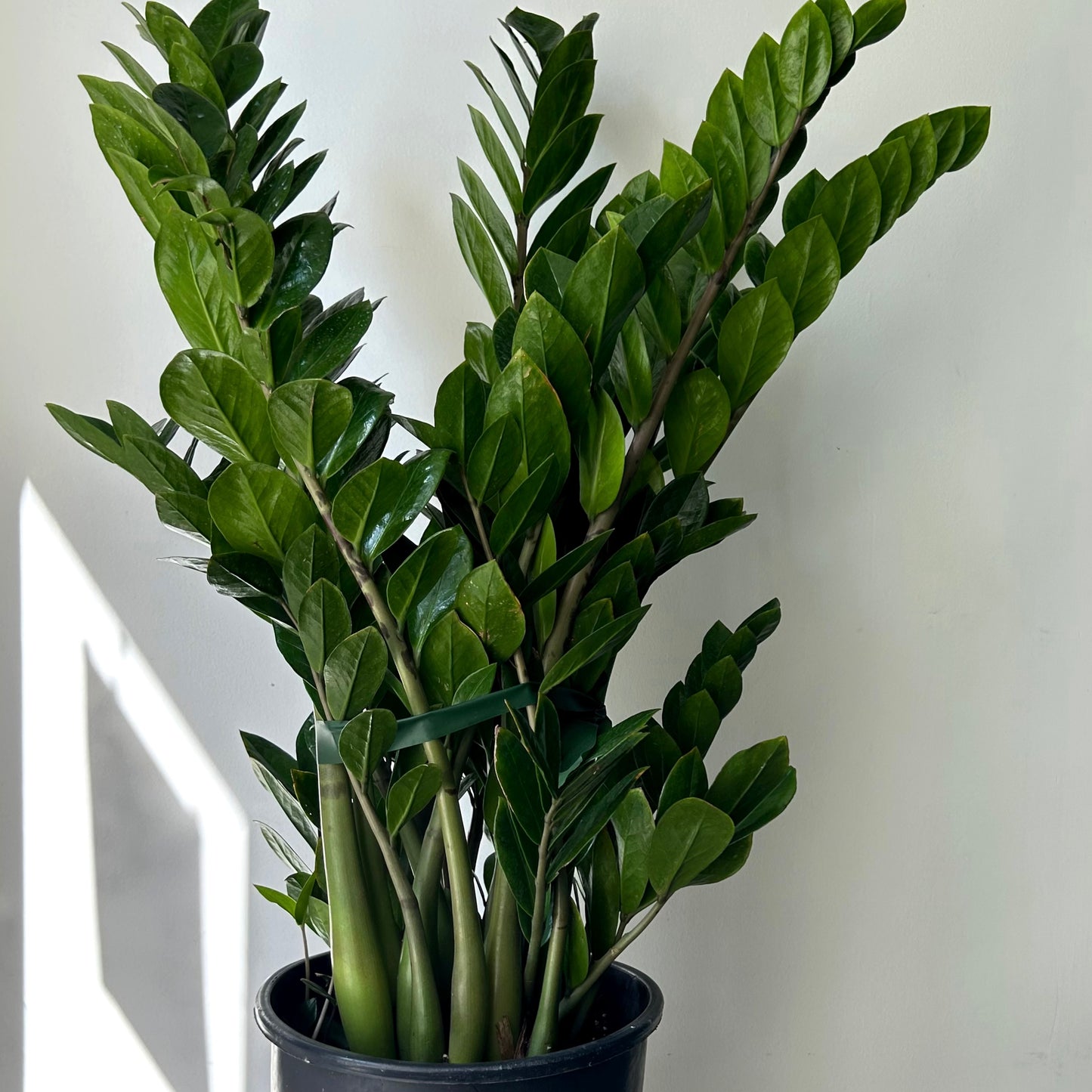 ZZ Plant (Zamioculcas Zamiifolia) approximately 2.5 ft tall in 8”pot