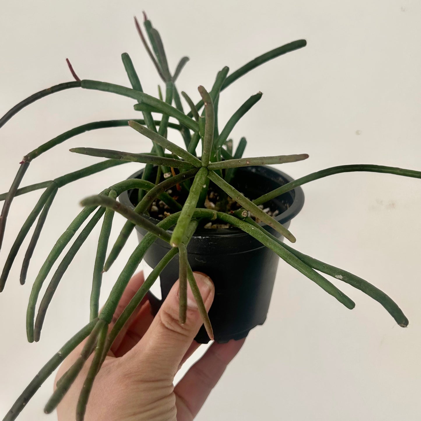 Rhipsalis baccifera 3.5” pot