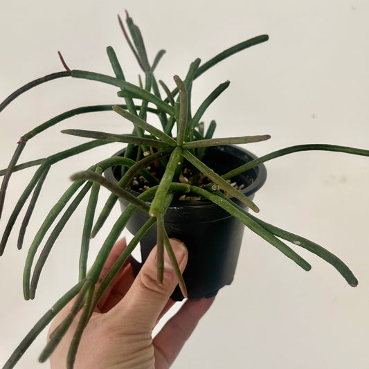 Rhipsalis baccifera 3.5” pot