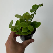 Load image into Gallery viewer, Hoya Biankensis 3&quot;  pot
