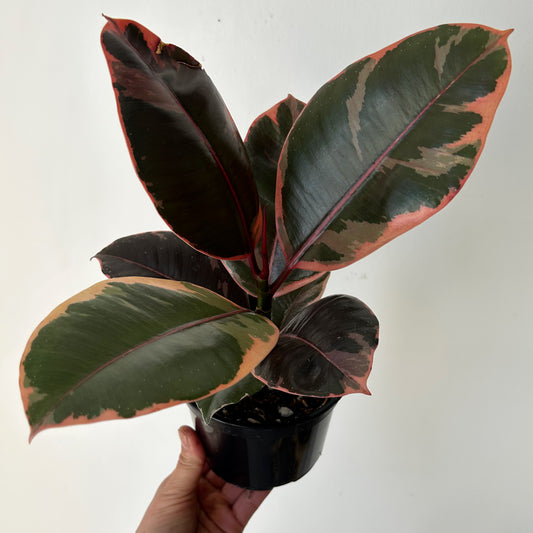 Ficus Elastica "Ruby" 5” pot