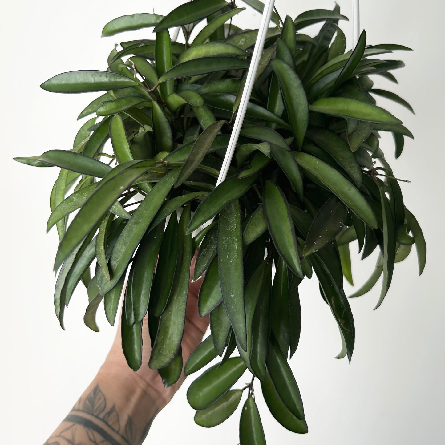 Hoya Wayetii 6” hanging basket