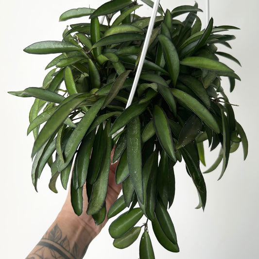Hoya Wayetii 6” hanging basket