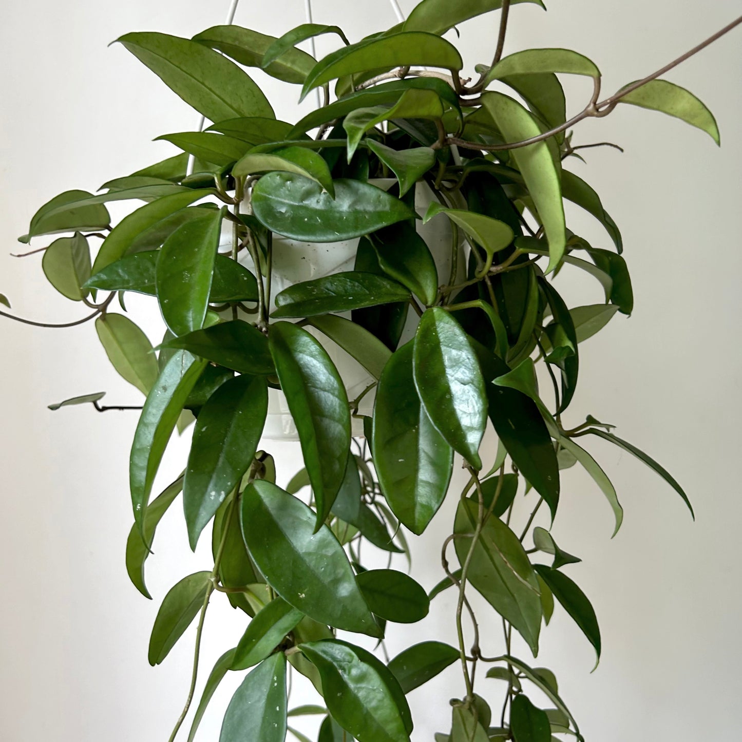 Hoya Carnosa 8”hanging basket