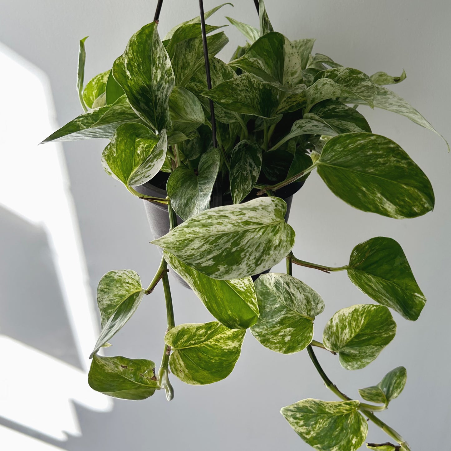Pothos “Marble Queen” 6” hanging basket
