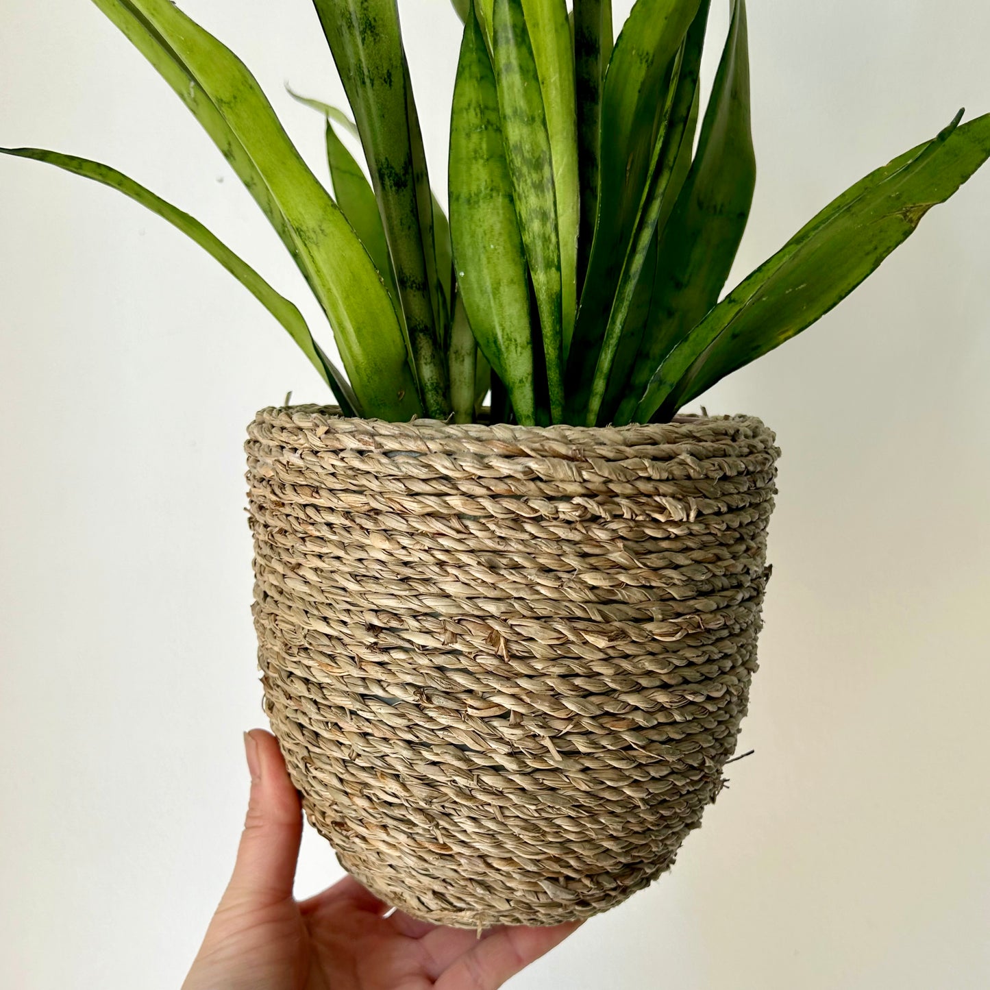 KALANI decorative concrete pot with seagrass exterior (5”X5.5”)