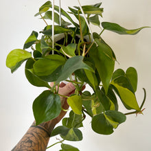 Load image into Gallery viewer, Philodendron Heartleaf “Brazil” 4.5” hanging basket
