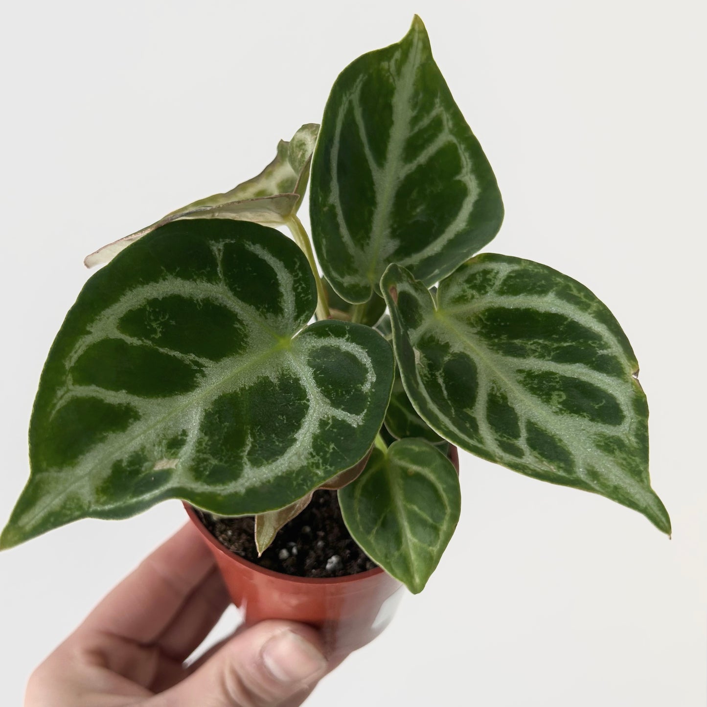 Anthurium dorayaki X 3” pot
