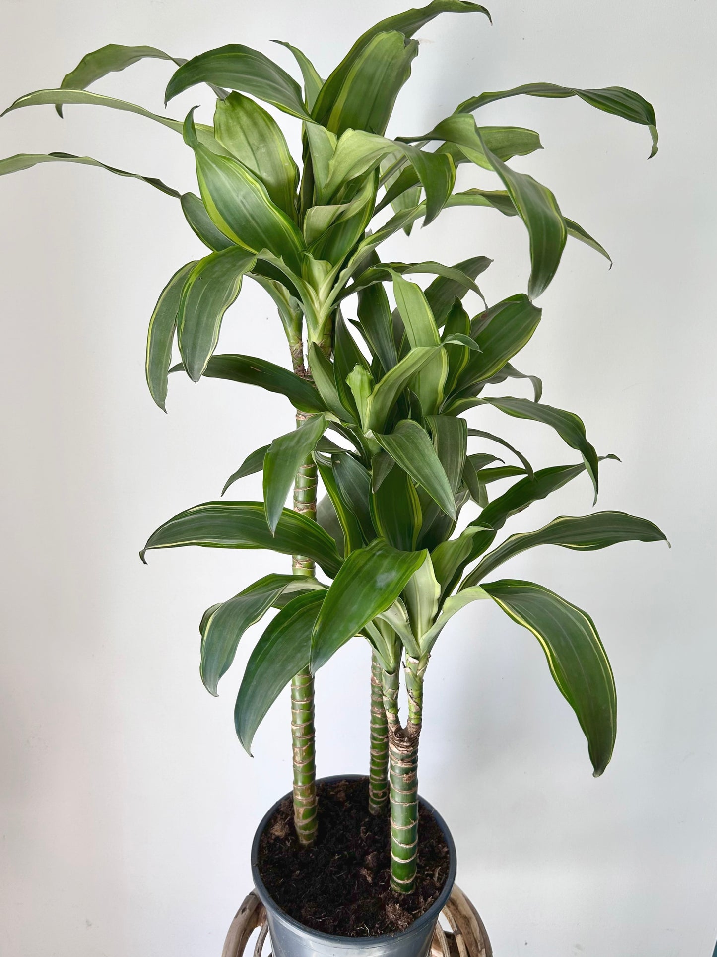Dracaena fragrans Cane “Santa Rosa” approximately  3ft tall in 8” pot