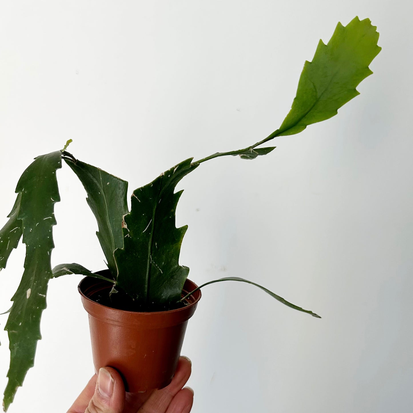 Snowdrop Cactus (Lepismium houlletianum) 2.5”pot