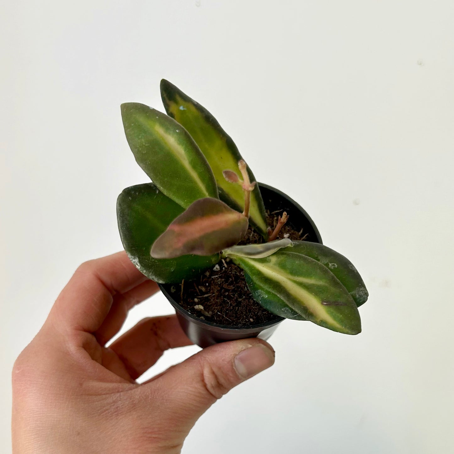 Hoya burtoniae variegata 2.5” pot