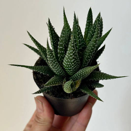 Haworthia Pumila 2.5”pot
