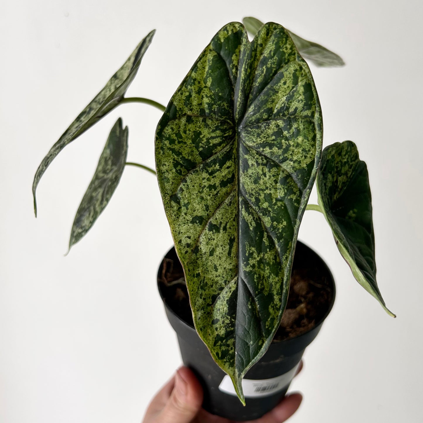 Variegated Mint Alocasia "Dragon Scale" 4” pot